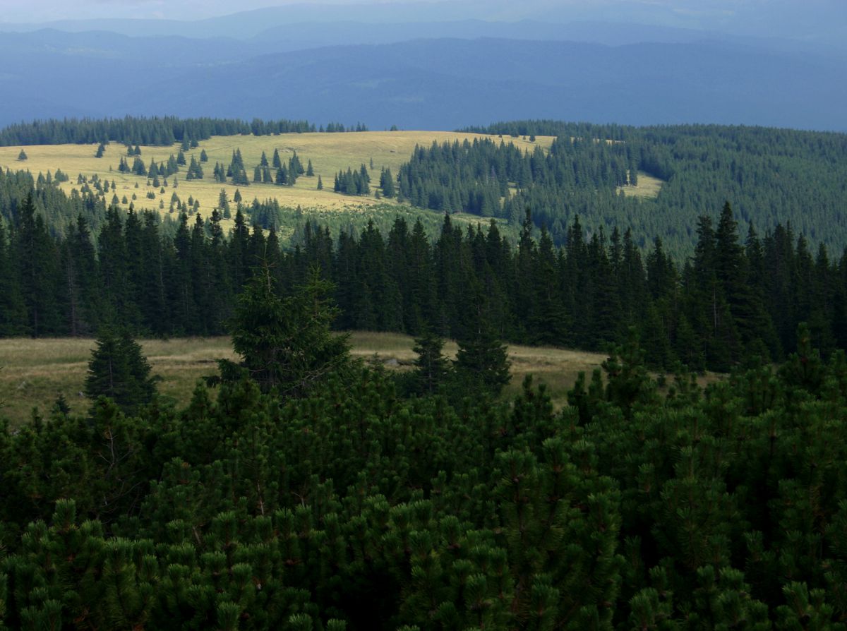 Călimani National Park