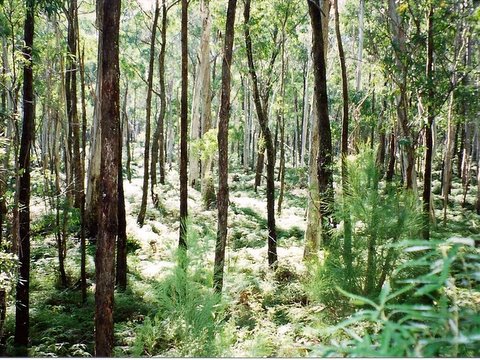 Monga National Park