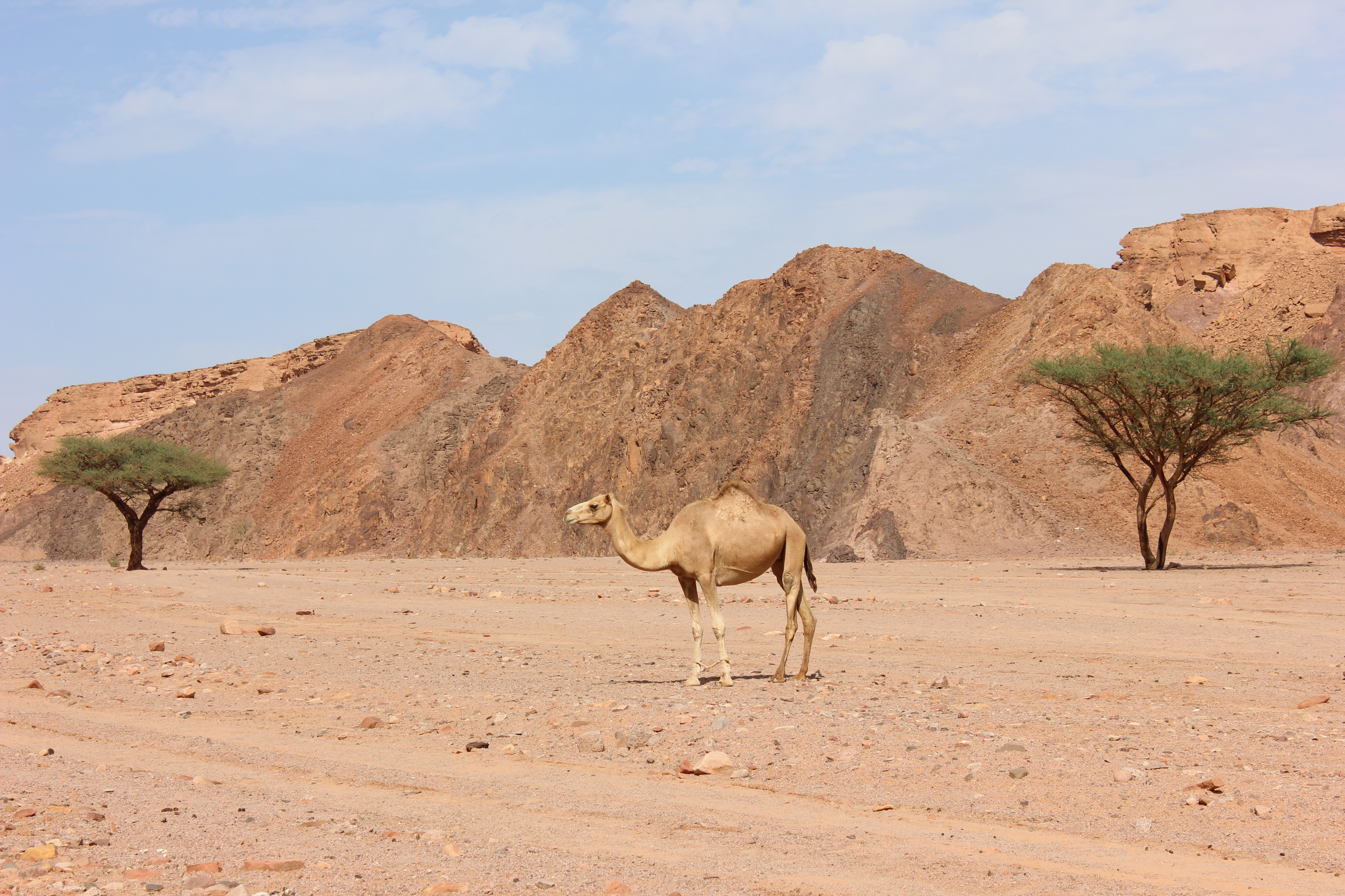 Nuweiba, Egypt