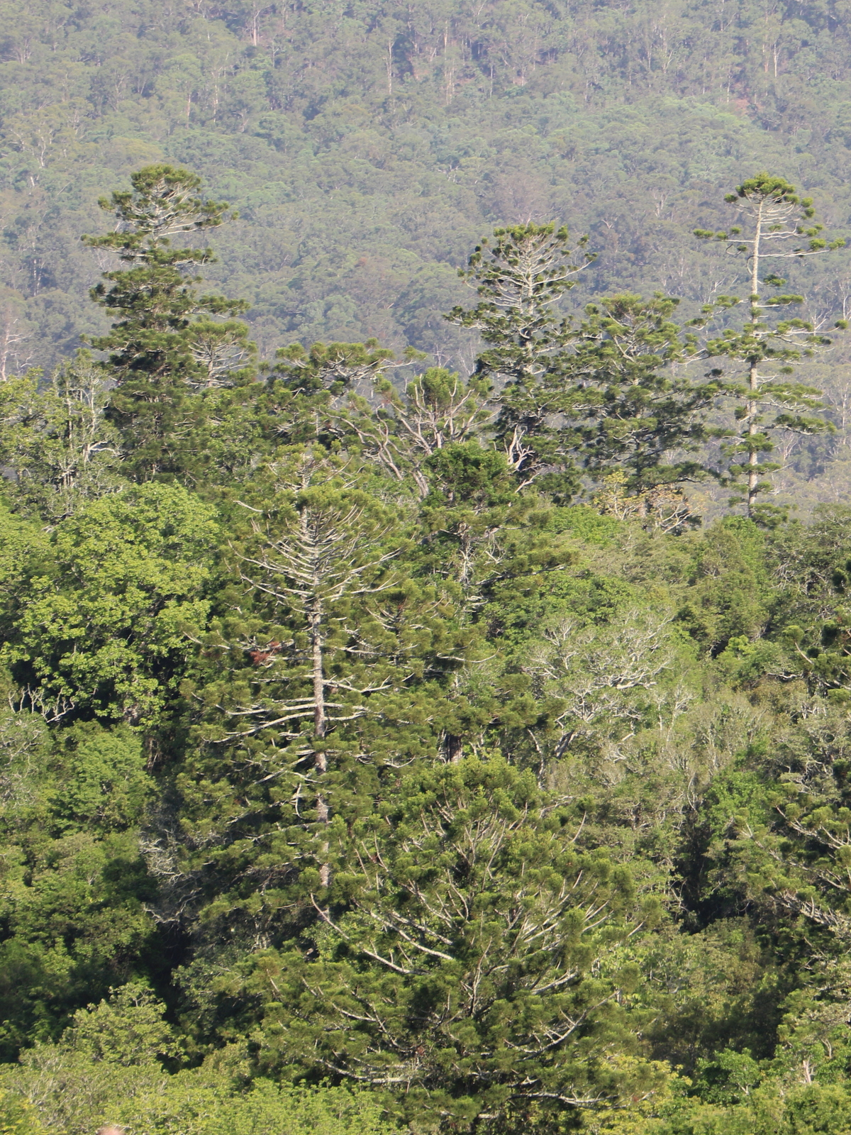 Mallanganee National Park