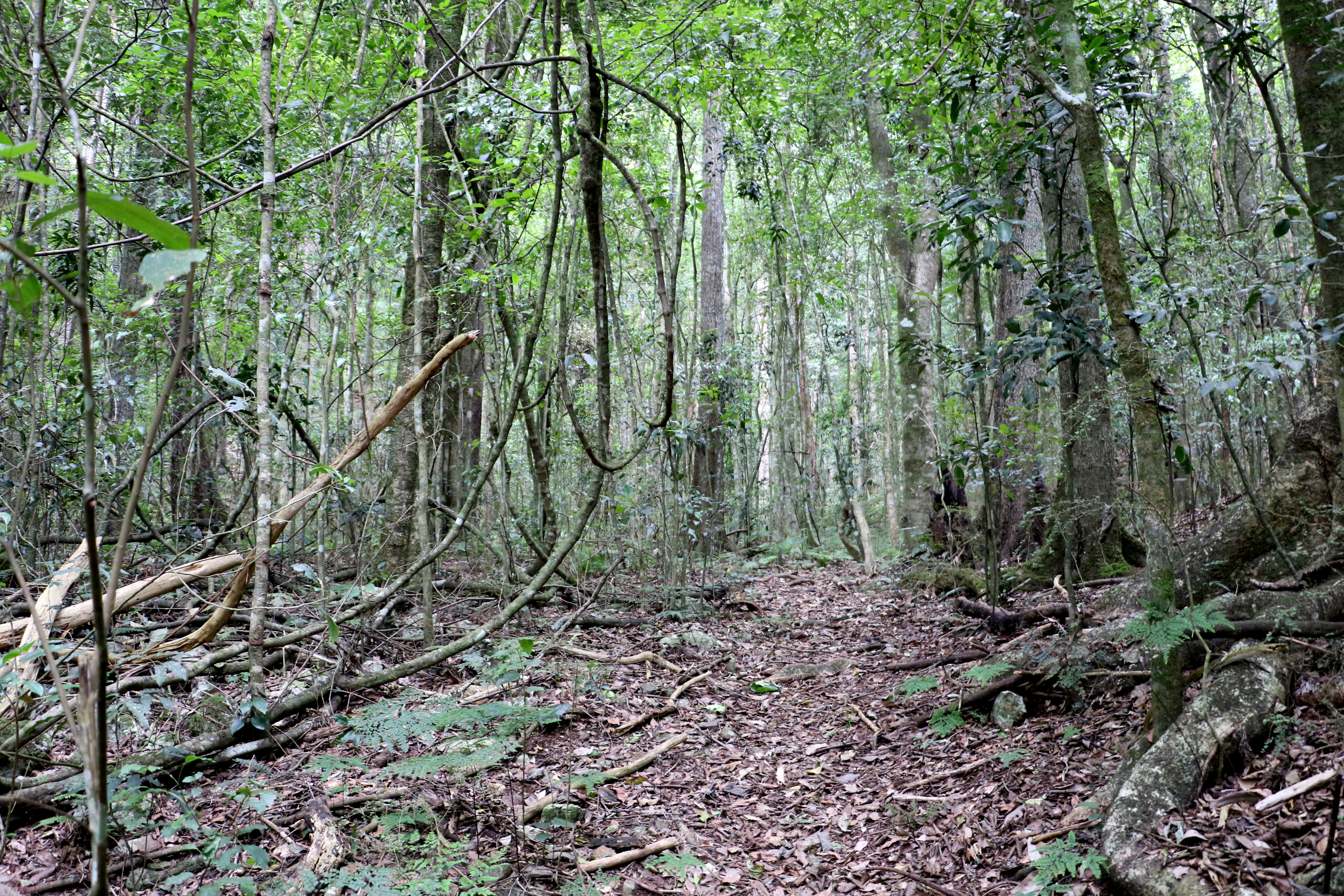 Woko National Park