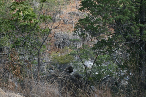 Mount Lewis National Park