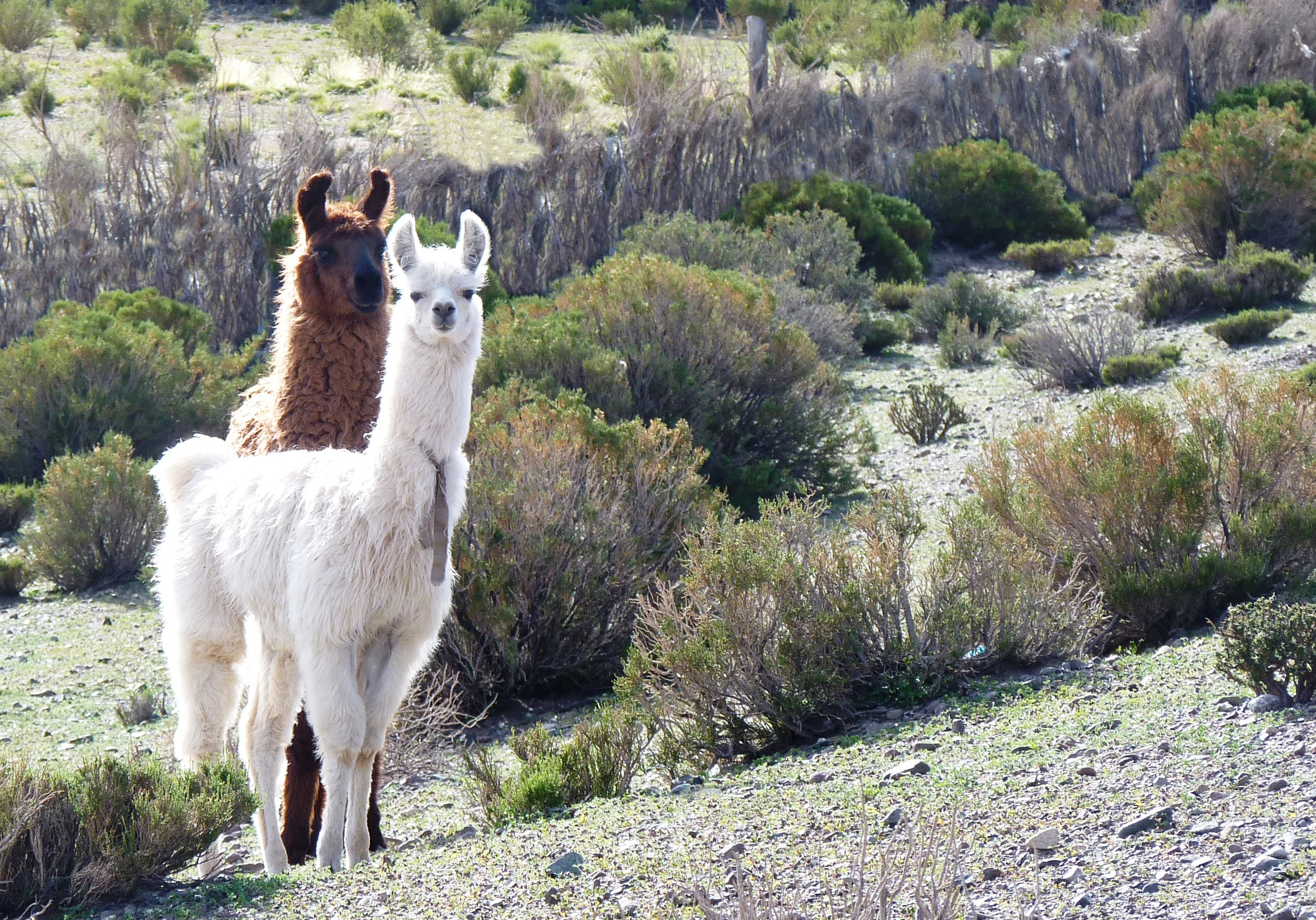 San Antonio de los Cobres, Argentina