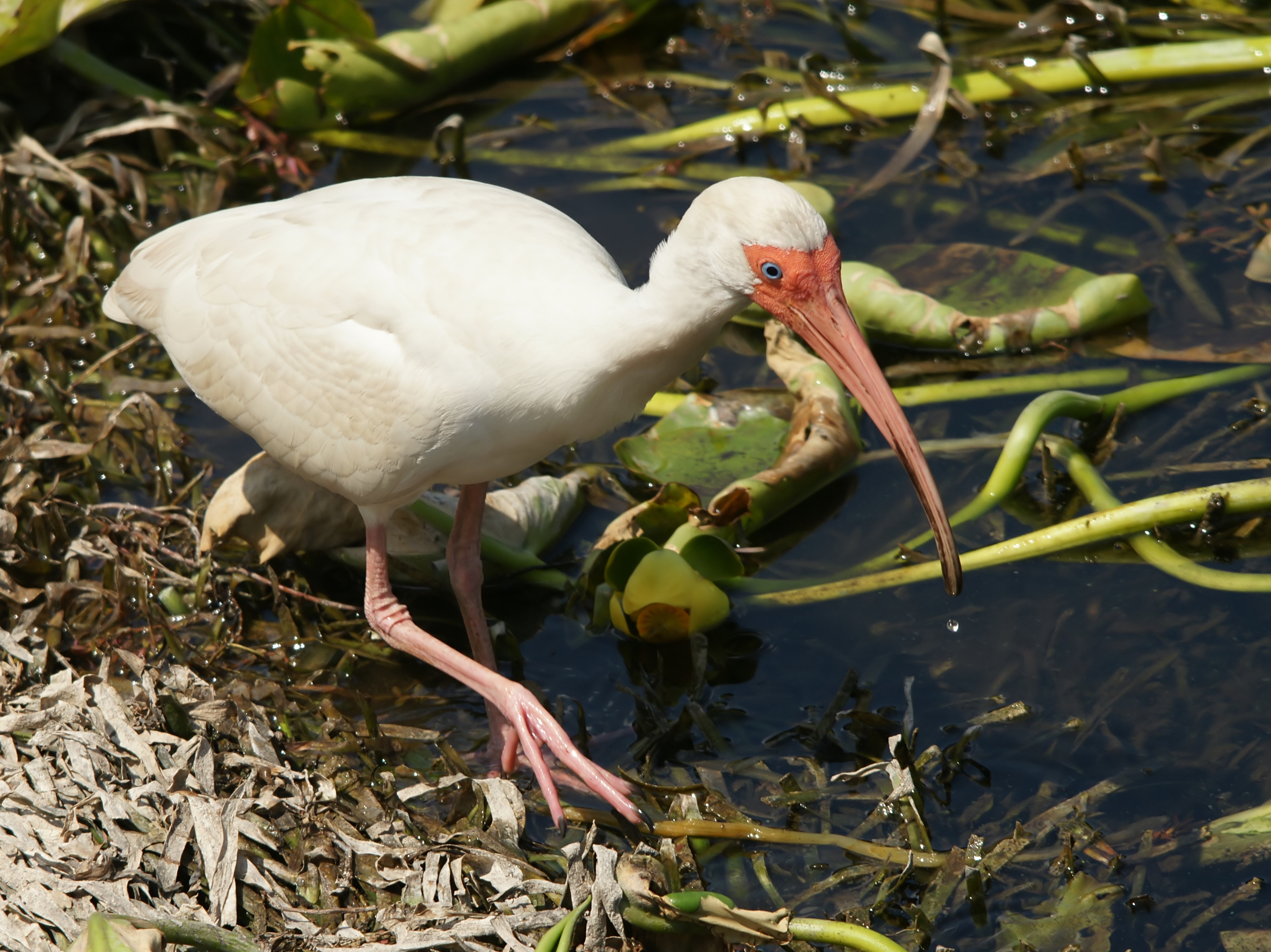 Florida, United States