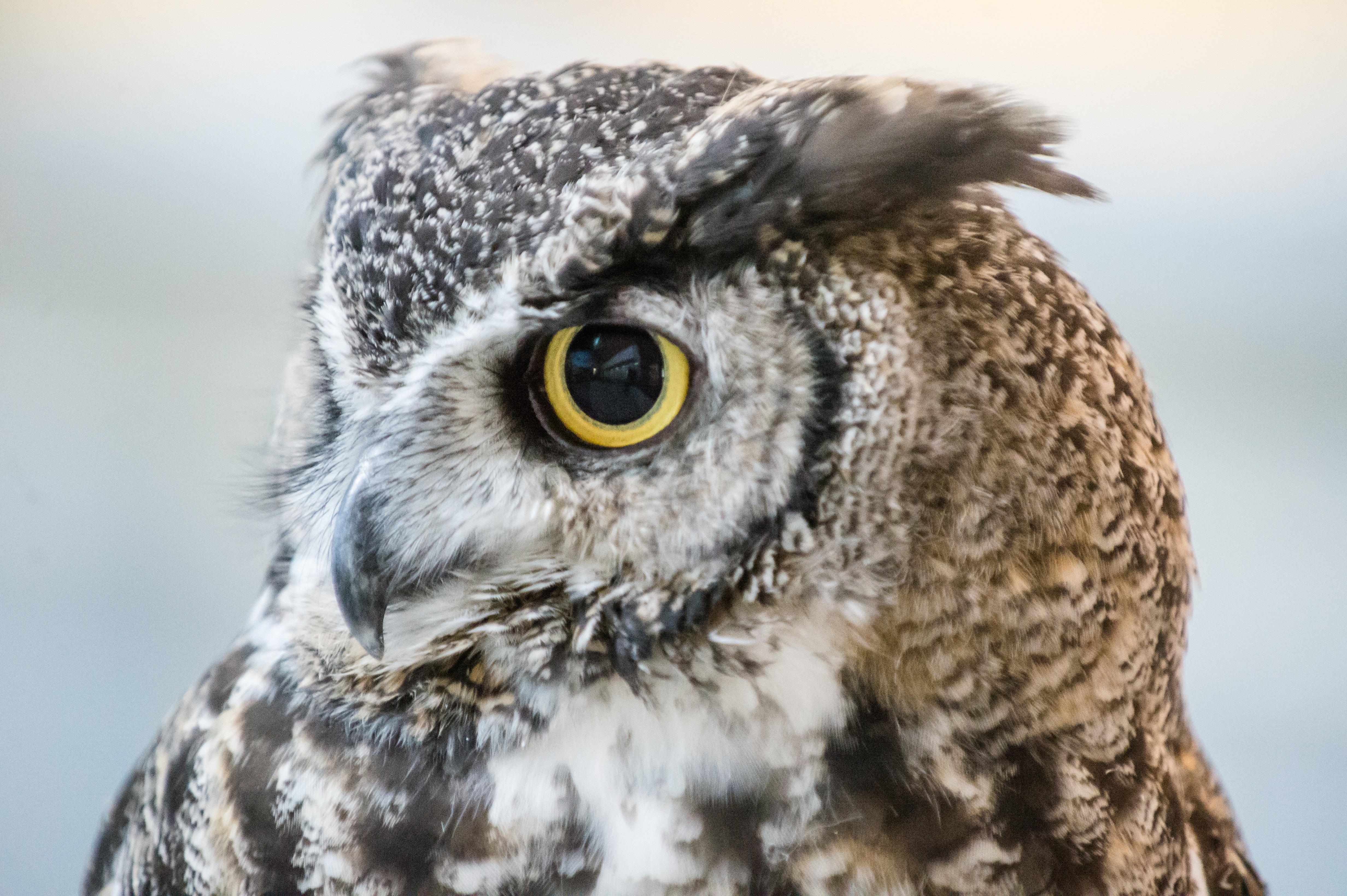 Lindsay Wildlife Experience
