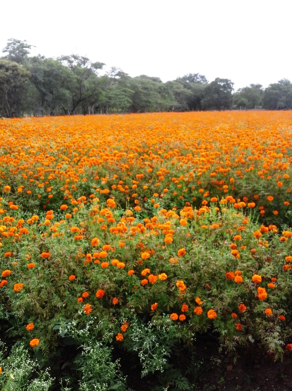 Kavalande, India