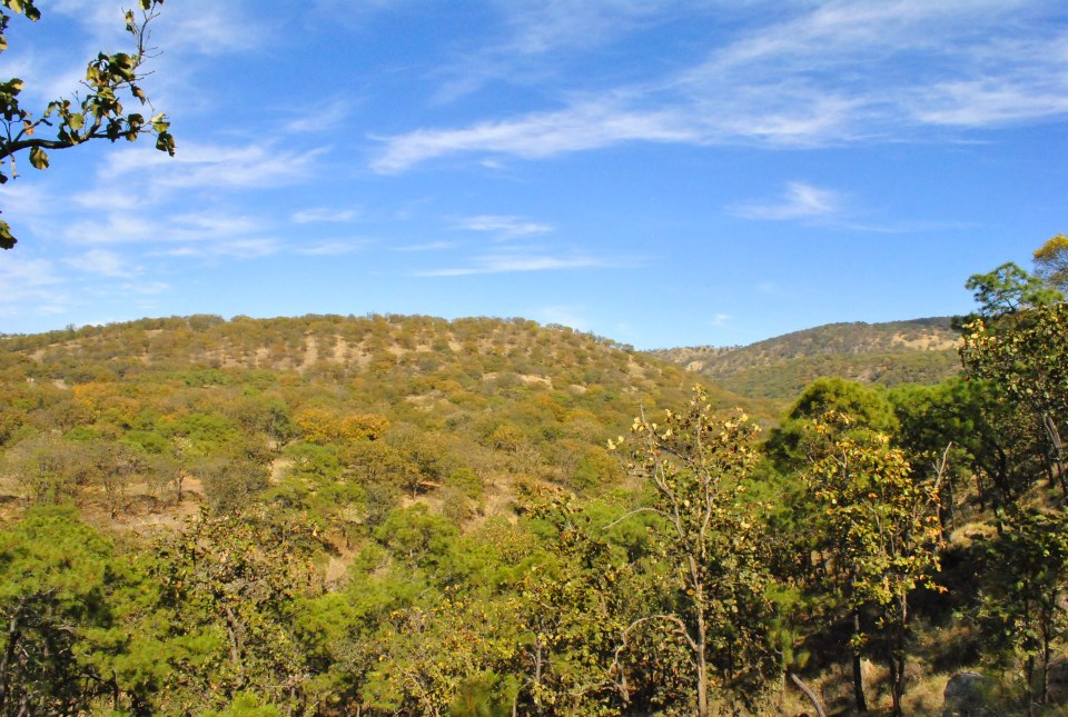 La Primavera Biosphere Reserve, Mexico