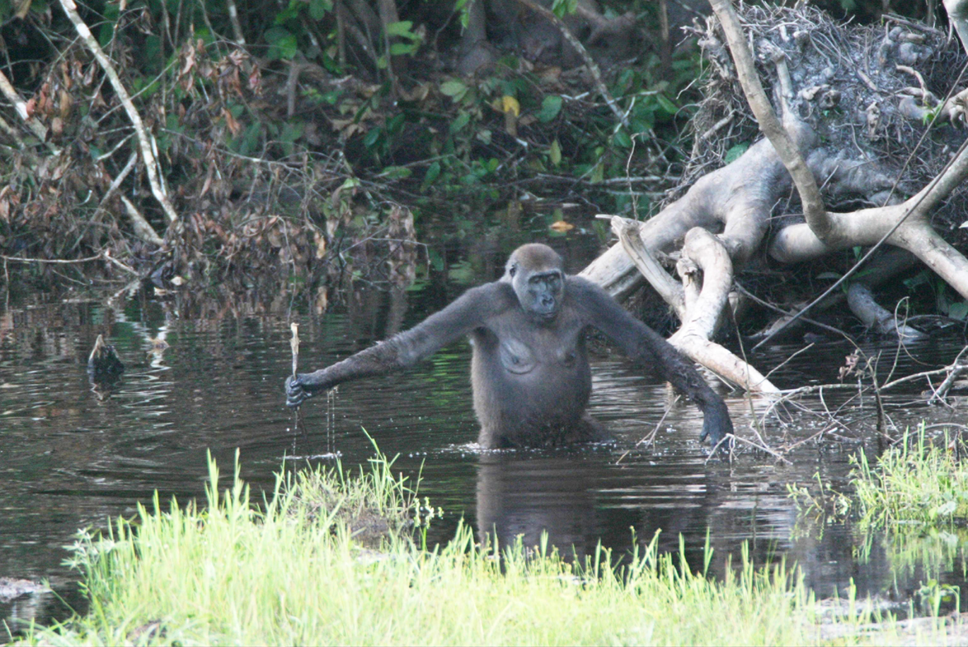 Nouabalé-Ndoki National Park, Republic of the Congo