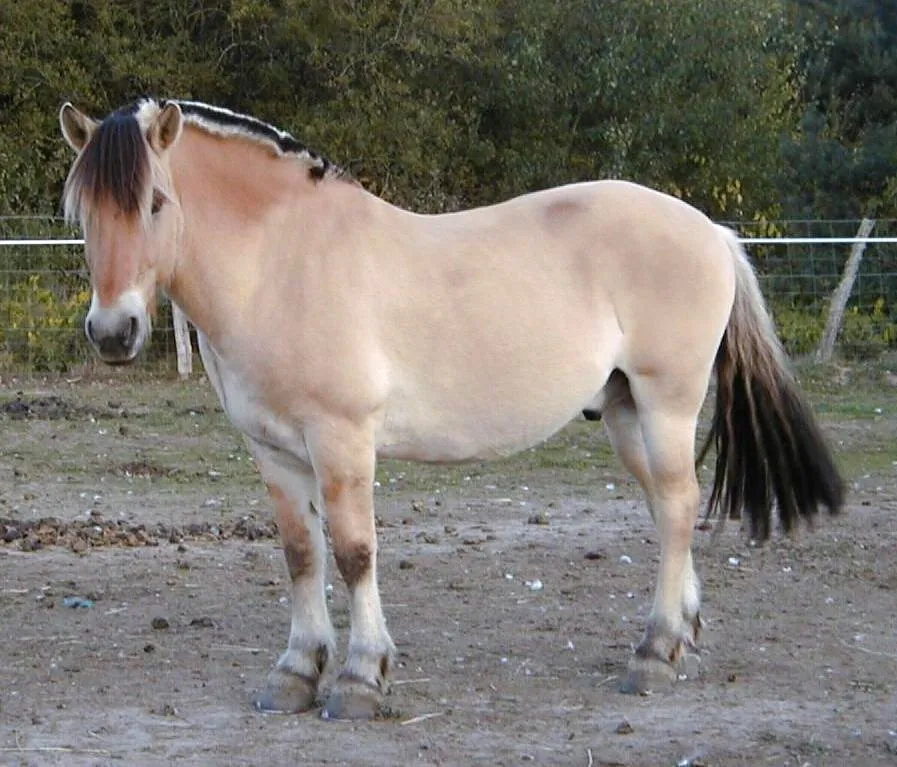 Norwegian Fjordhorse Center