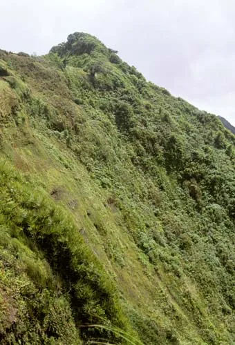 Tekao