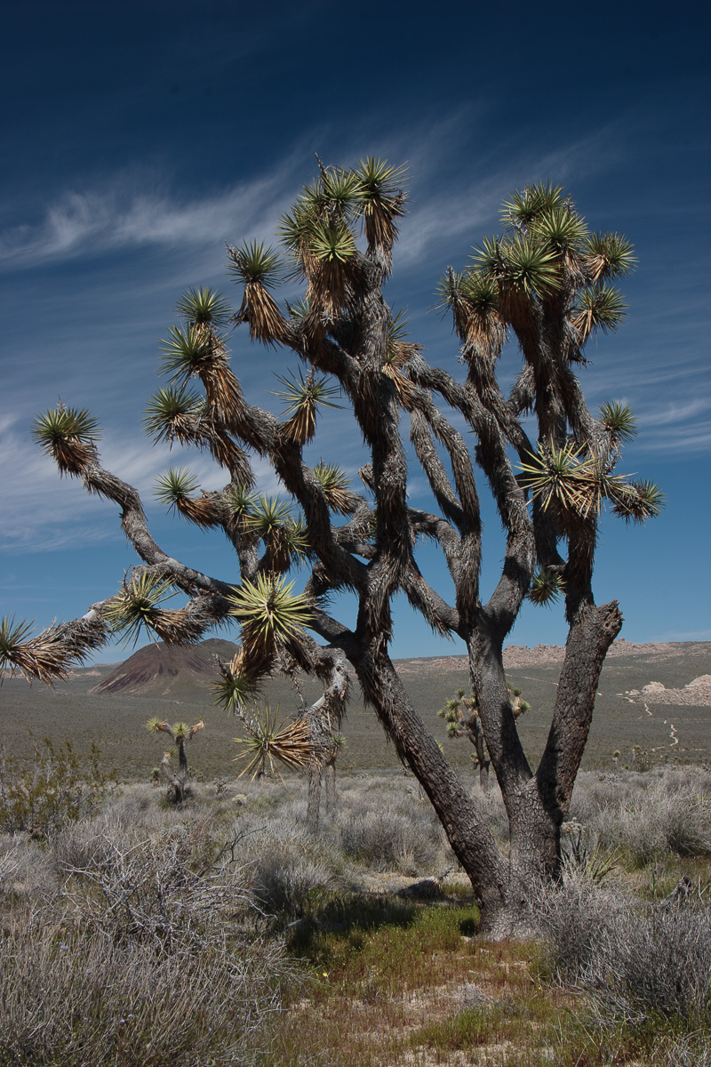 Joshua Tree National Park, United States