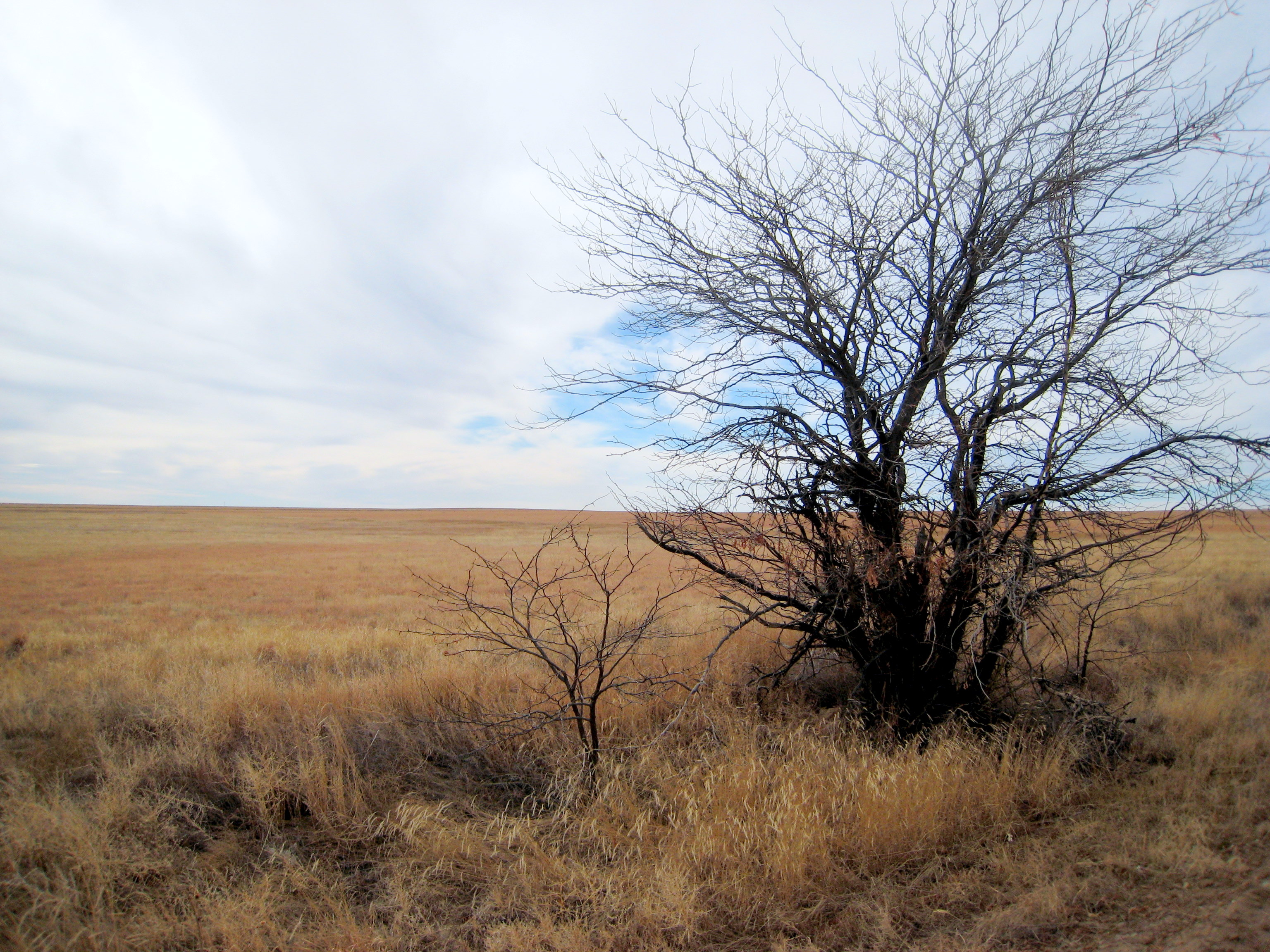 Comanche National Grassland, United States