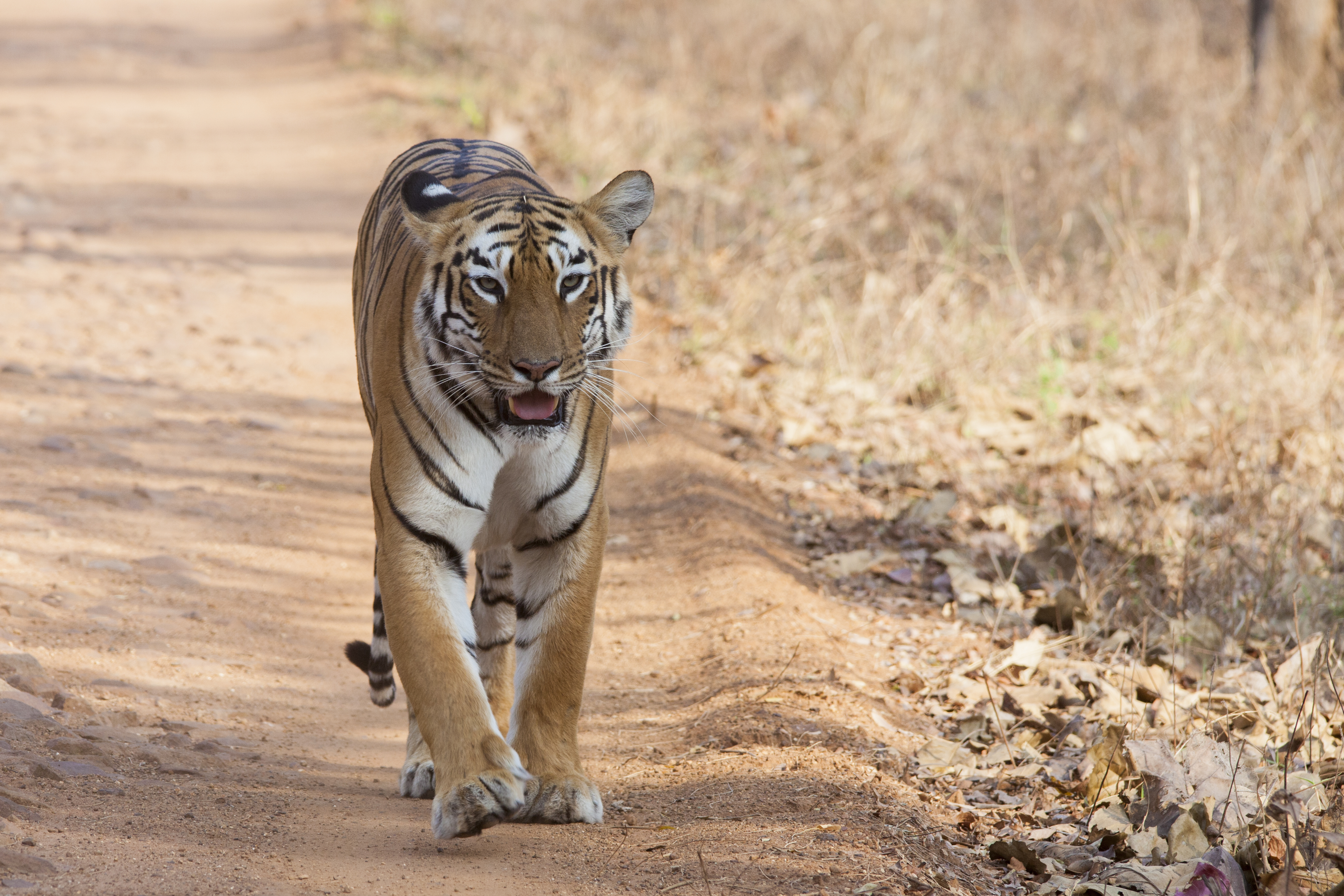 Tadoba-Andhari Tiger Reserve