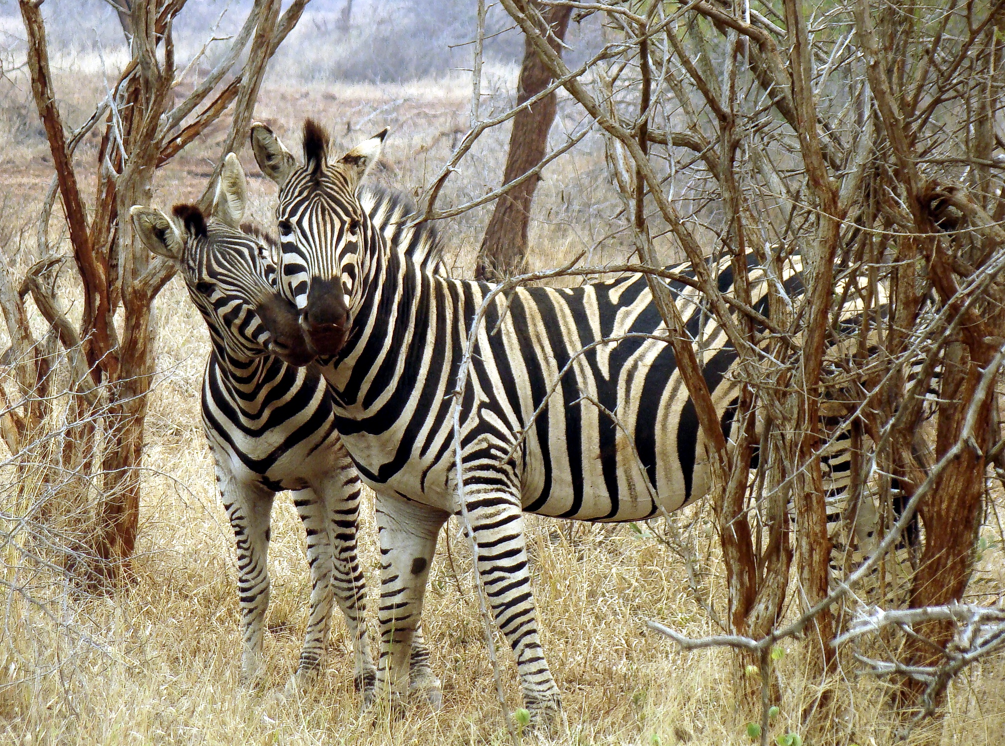 Sabi Sand Private Game Reserve, South Africa