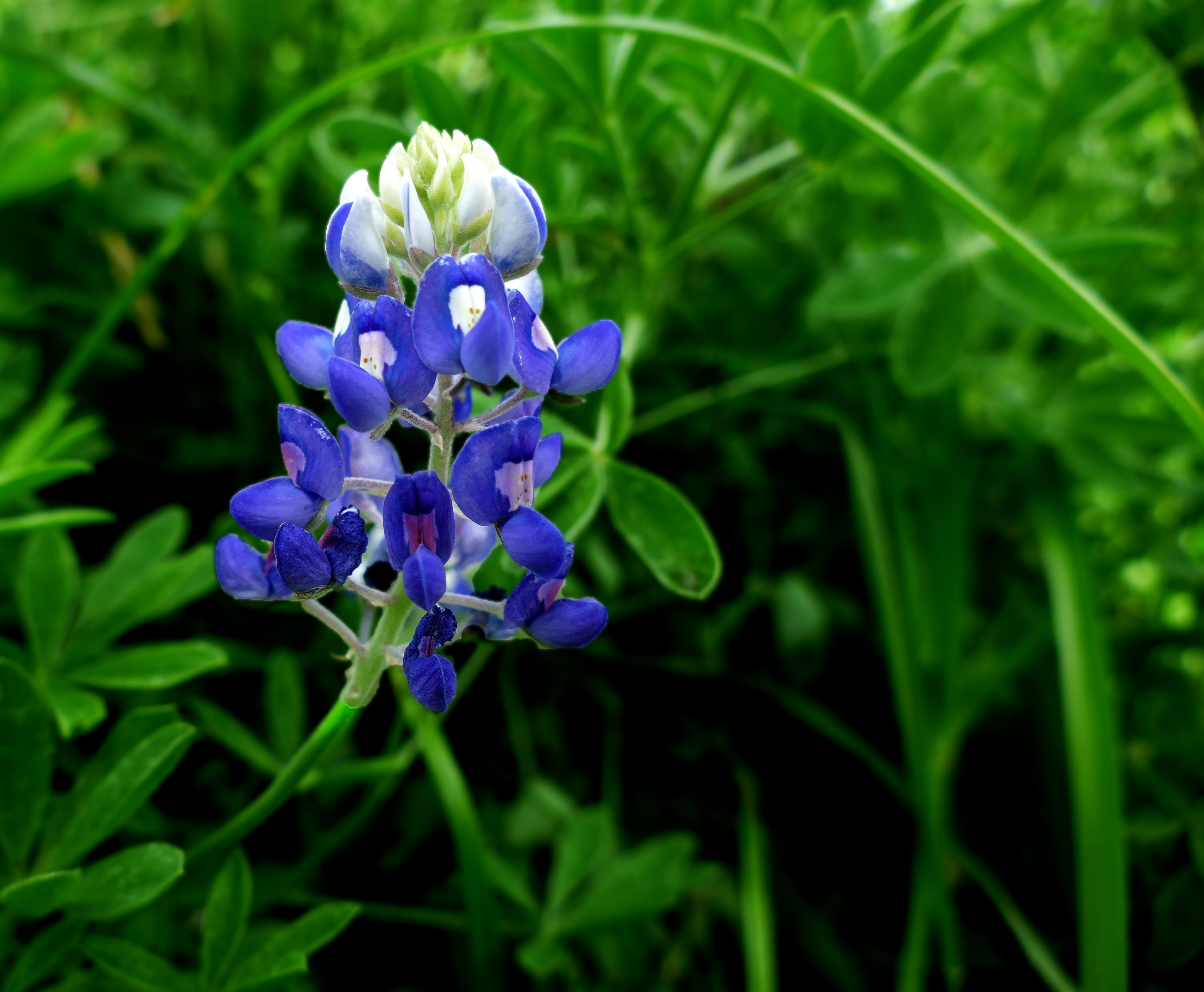 Ennis, United States