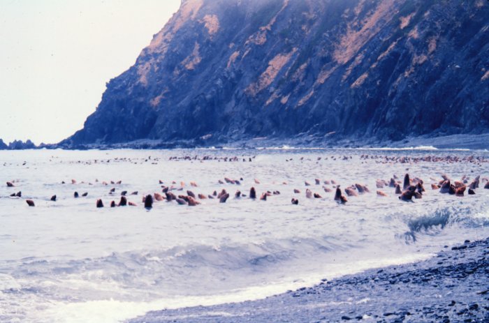 Middleton Island