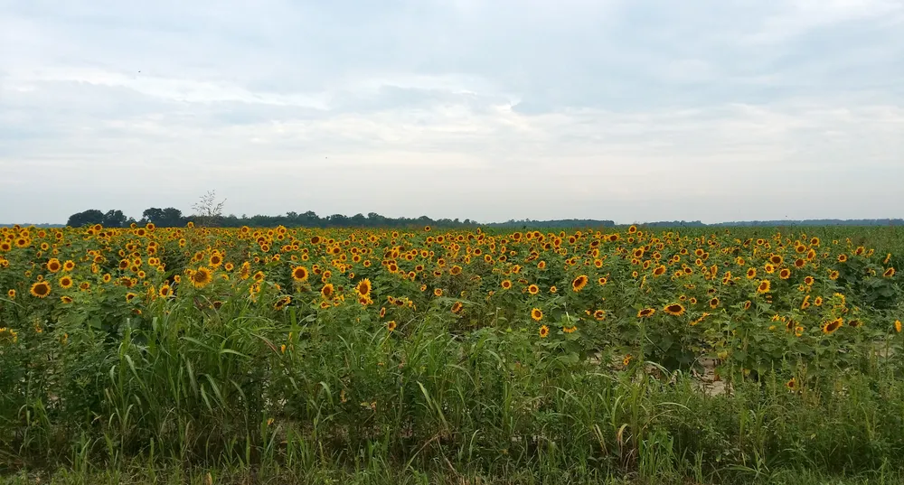 Marion, United States