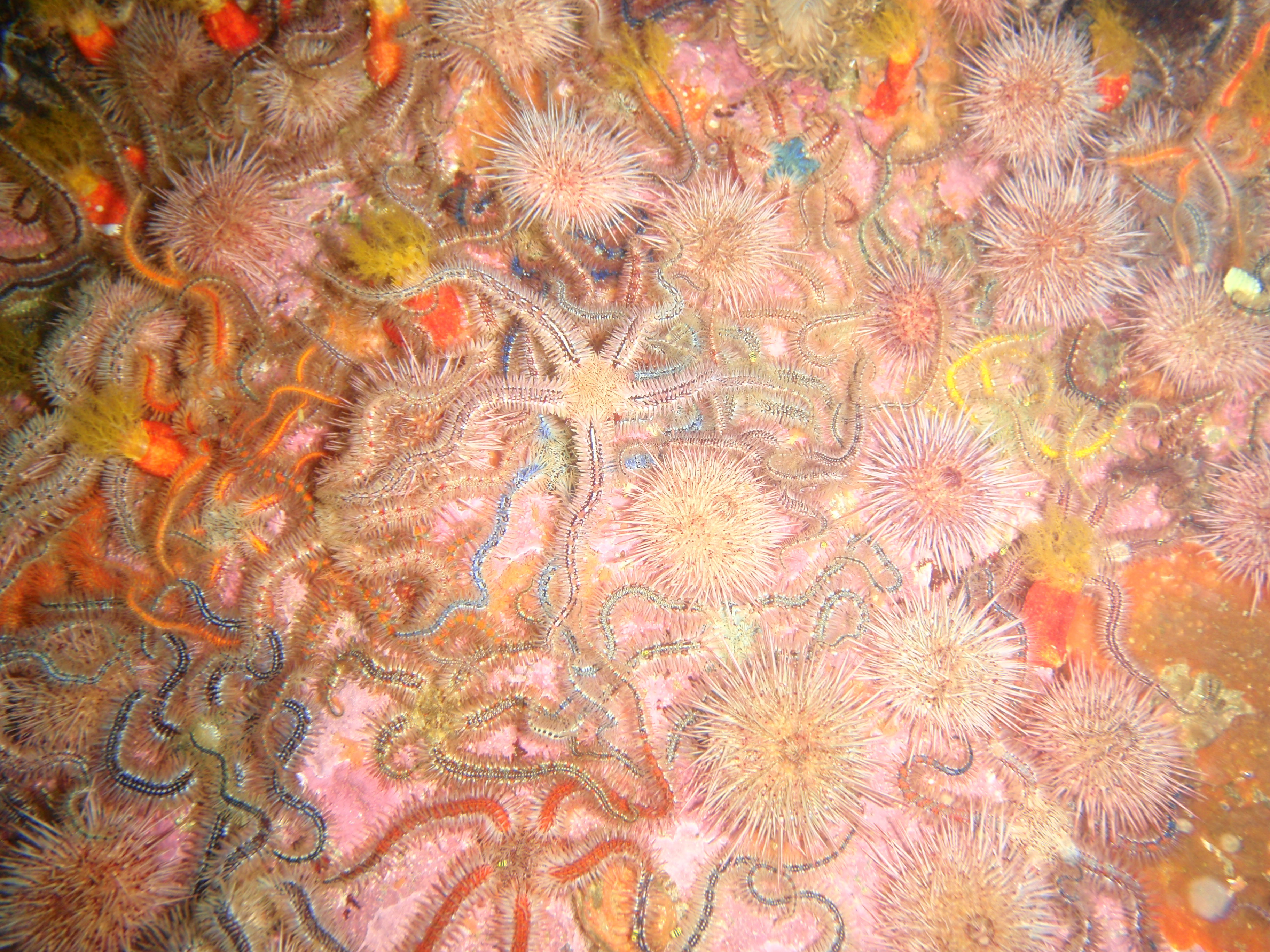 East Shoal, South Africa