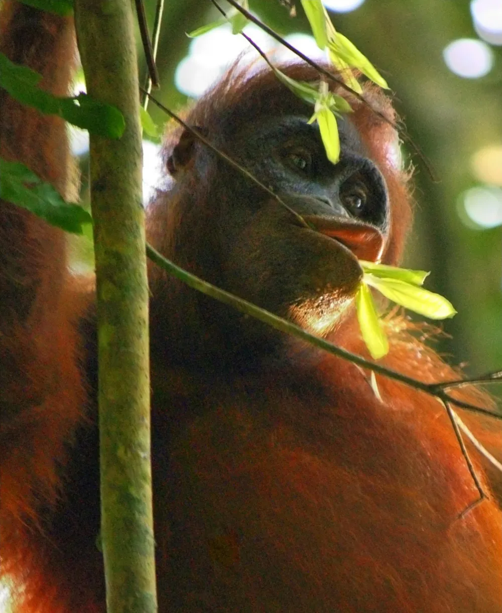 East Kalimantan, Indonesia