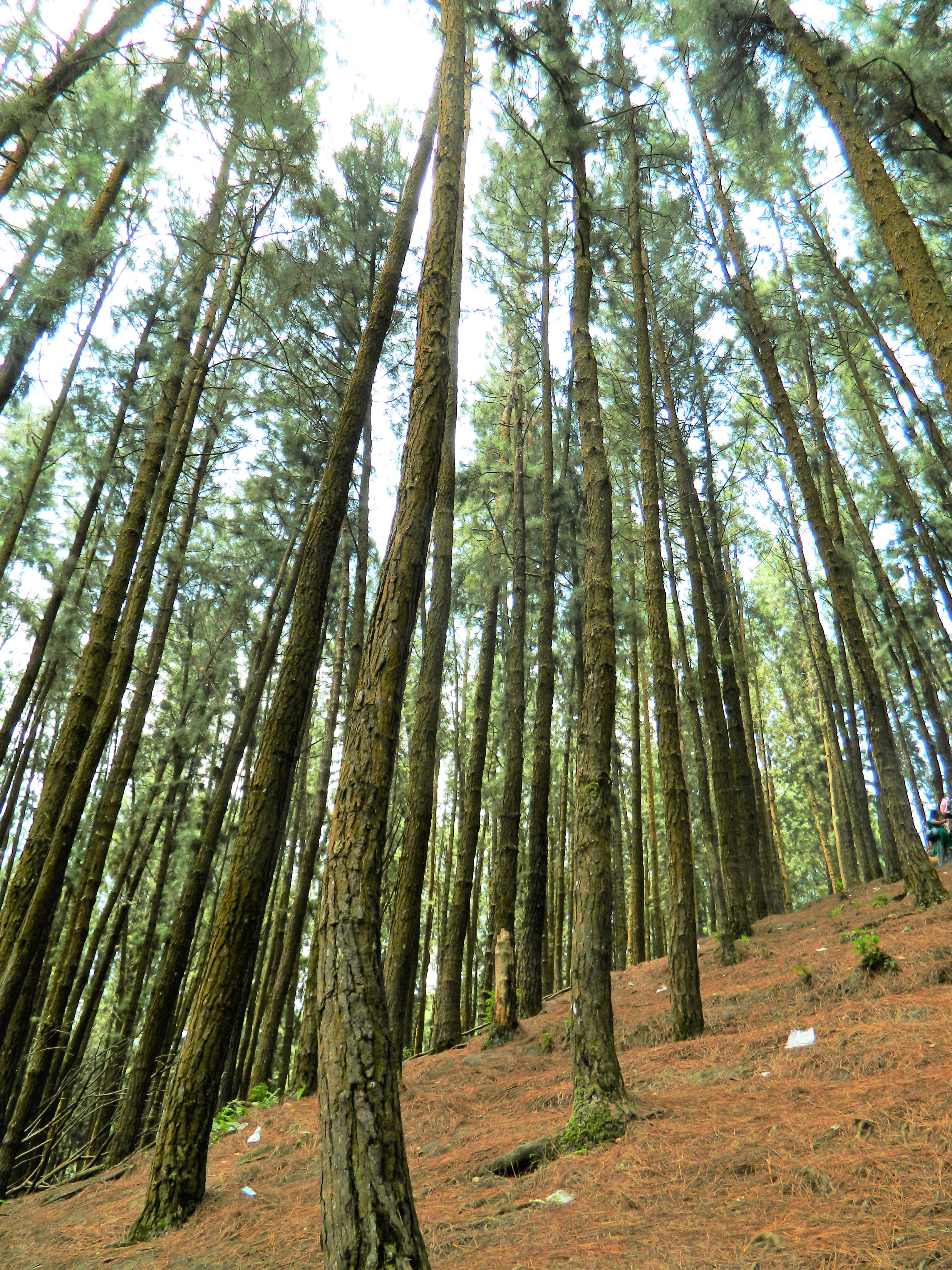 Vagamon, India