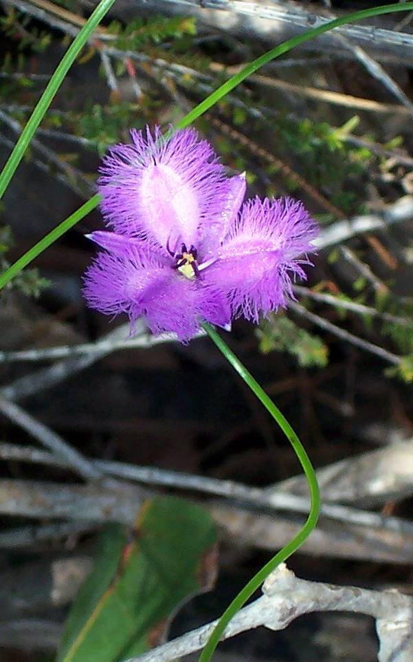 Ku-ring-gai Chase National Park, Australia