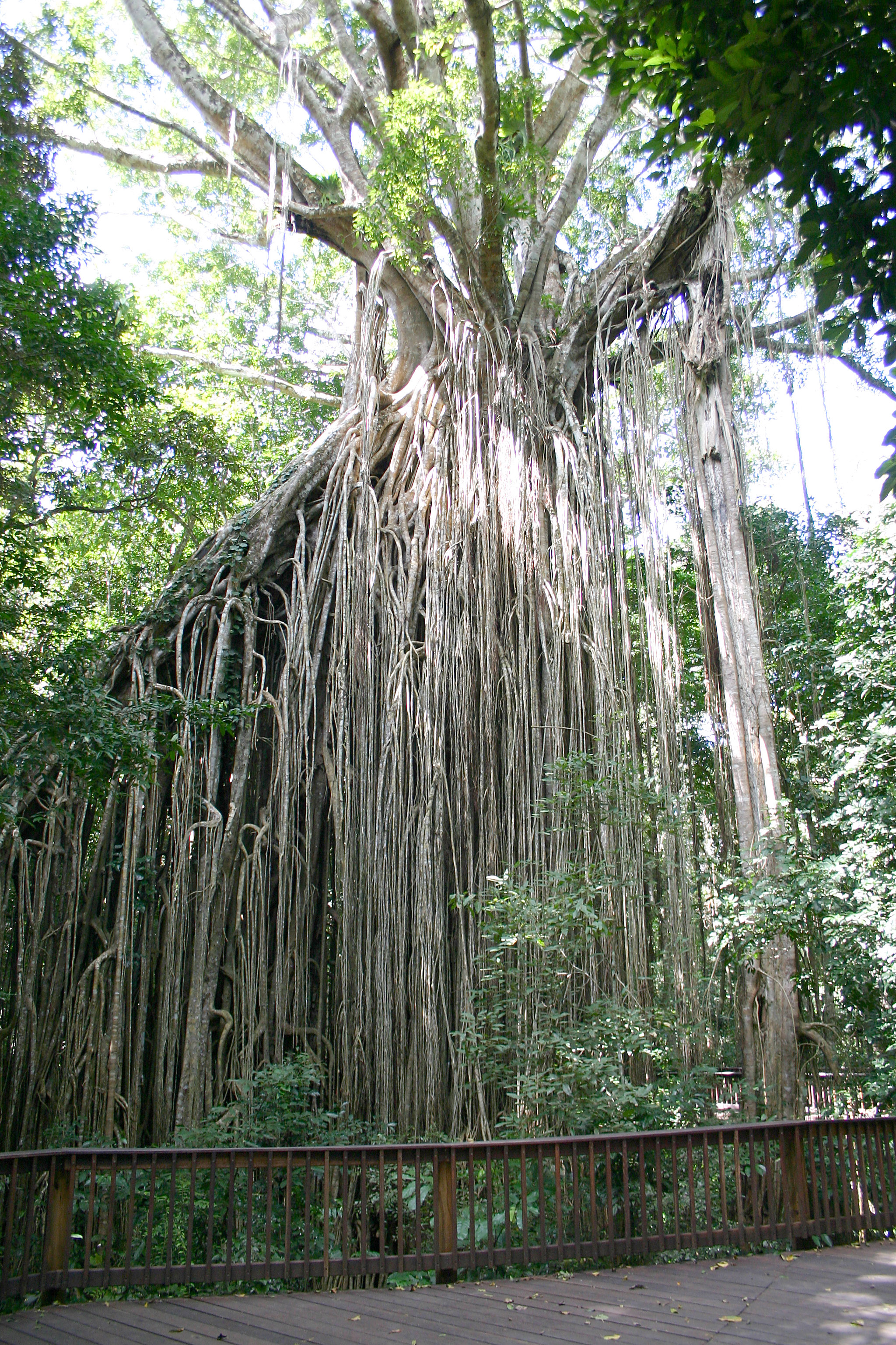 Curtain Fig National Park