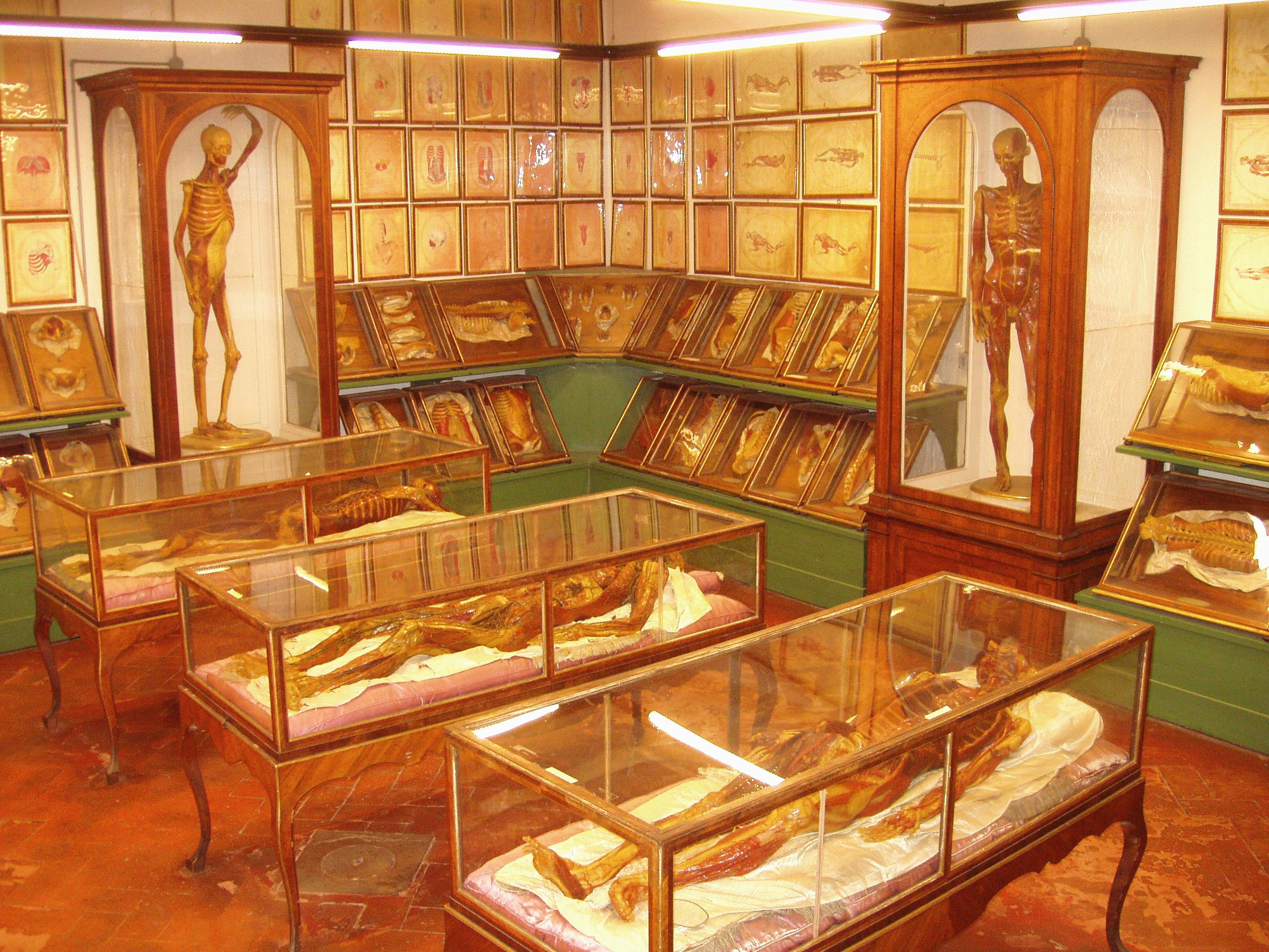 Università di Firenze Museo Zoologico "La Specola"