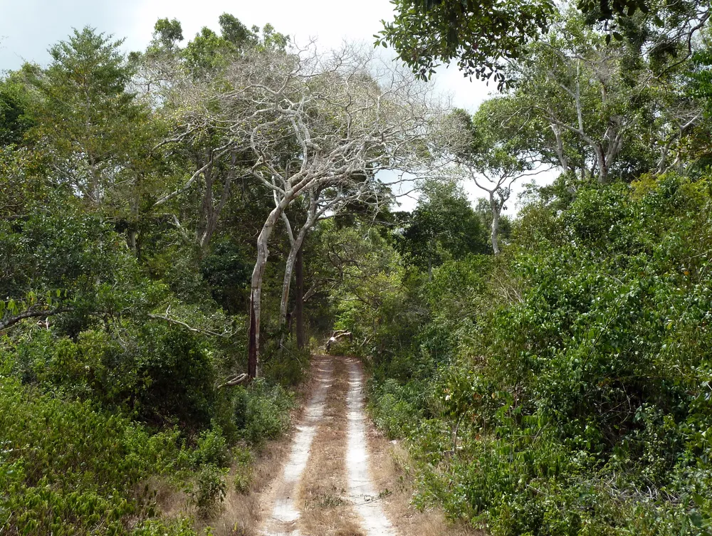 Arabuko Sokoke National Park