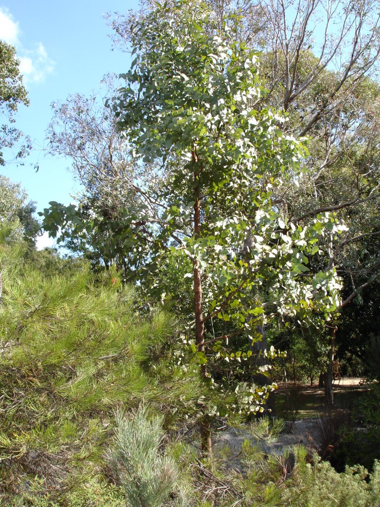 Mallee Cliffs National Park