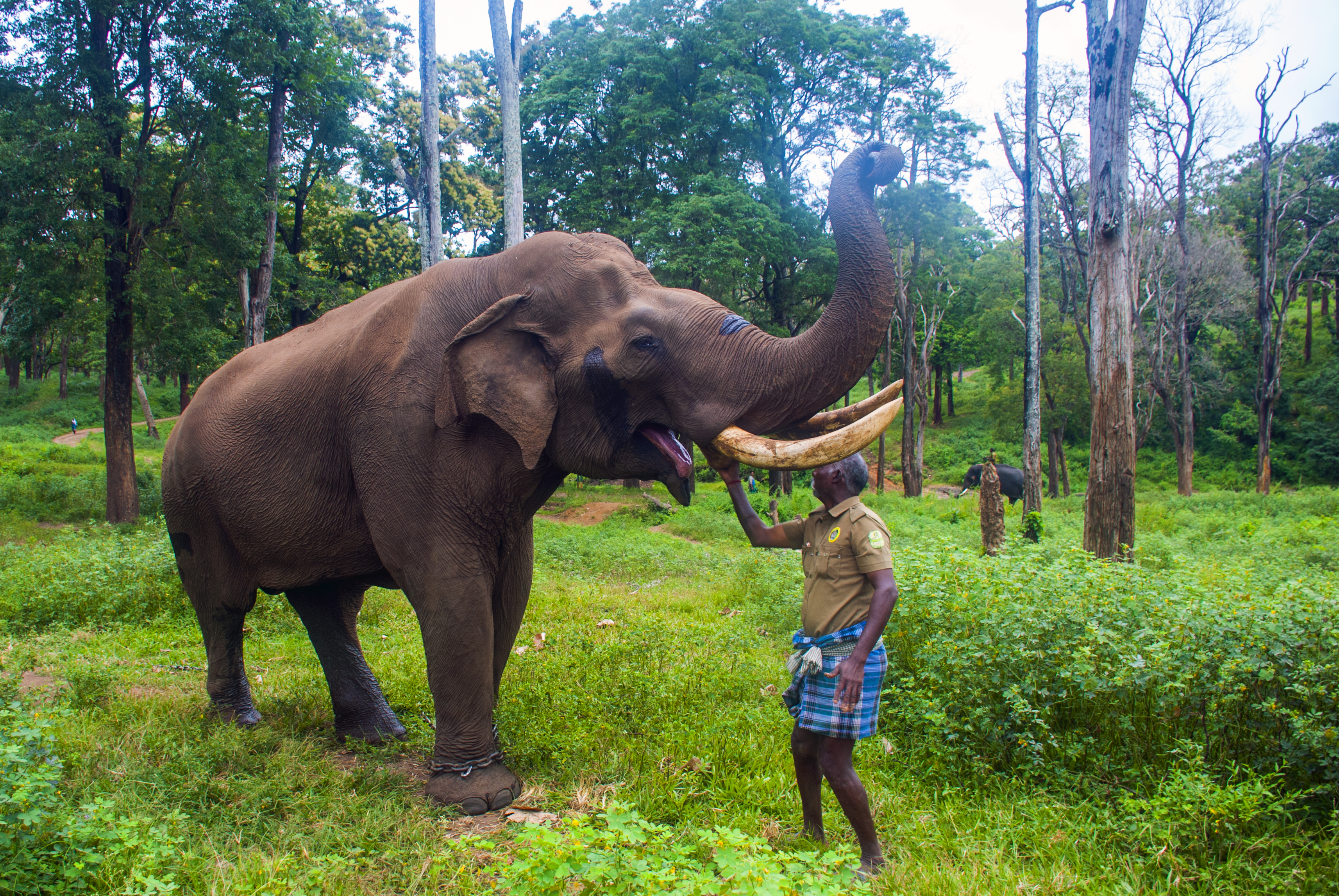 Anaimalai Tiger Reserve, India
