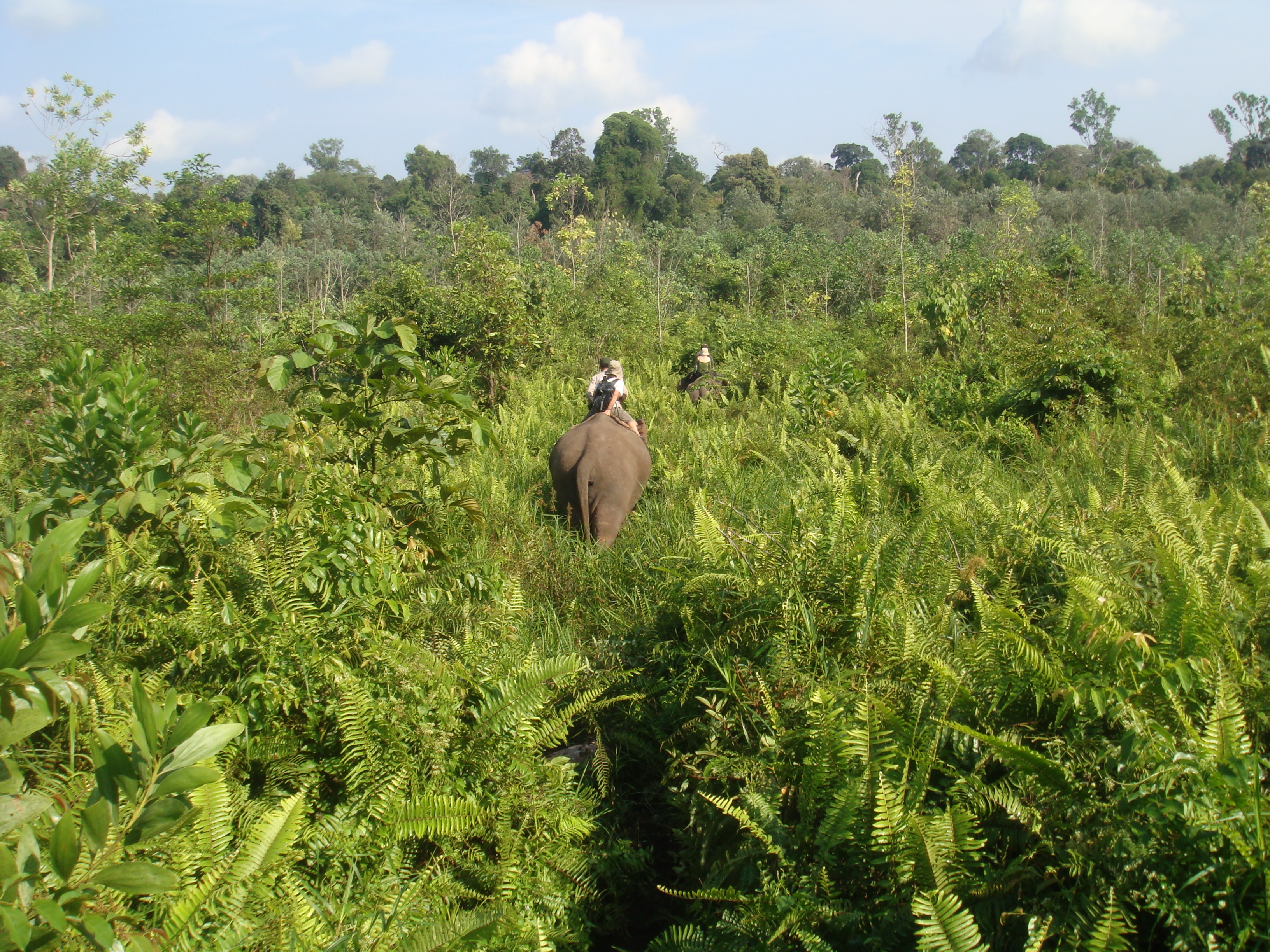 Tesso Nilo National Park