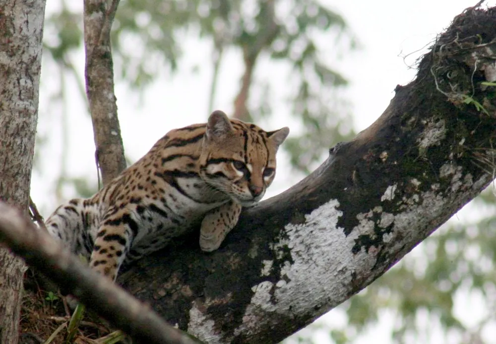 Darién National Park, Panama