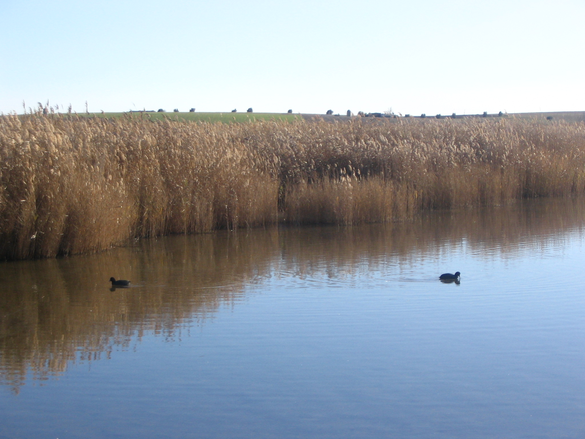 Tablas de Daimiel National Park