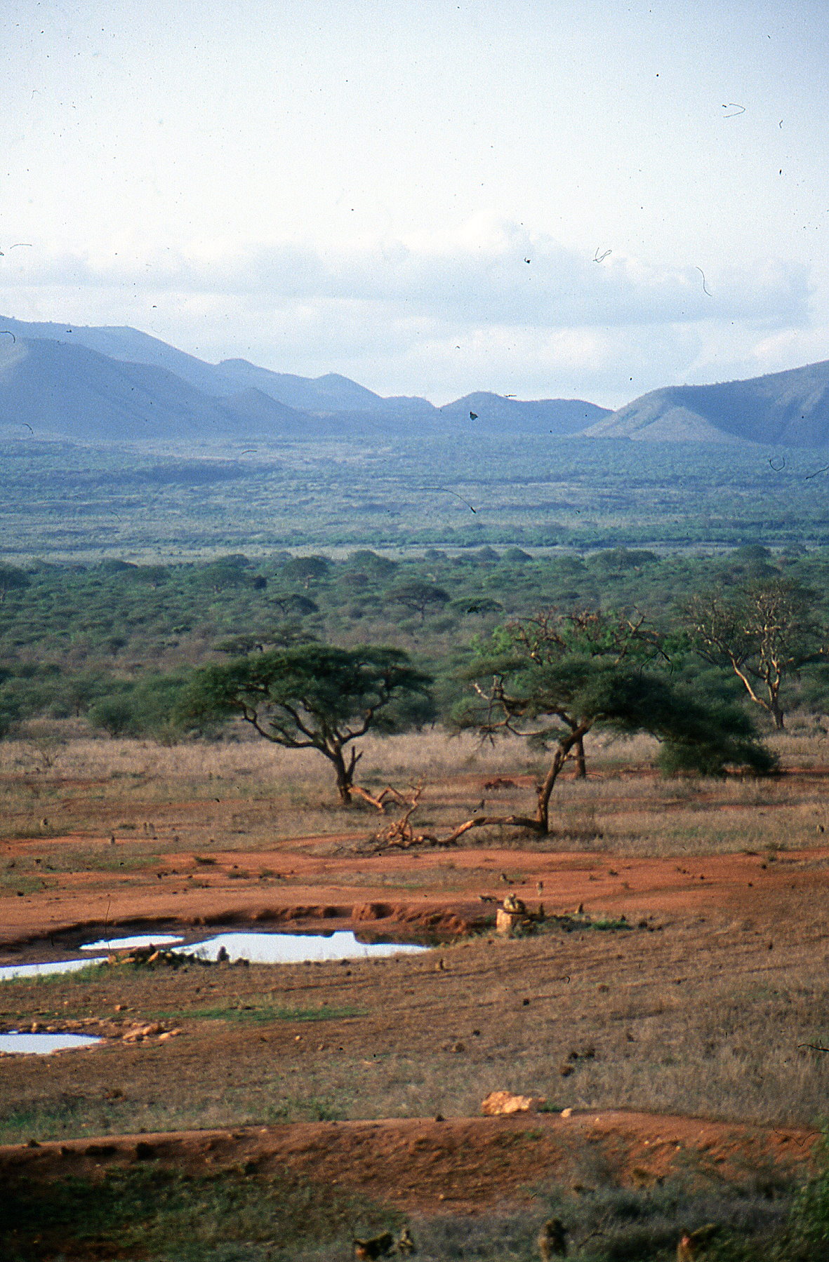 Tsavo West National Park, Kenya