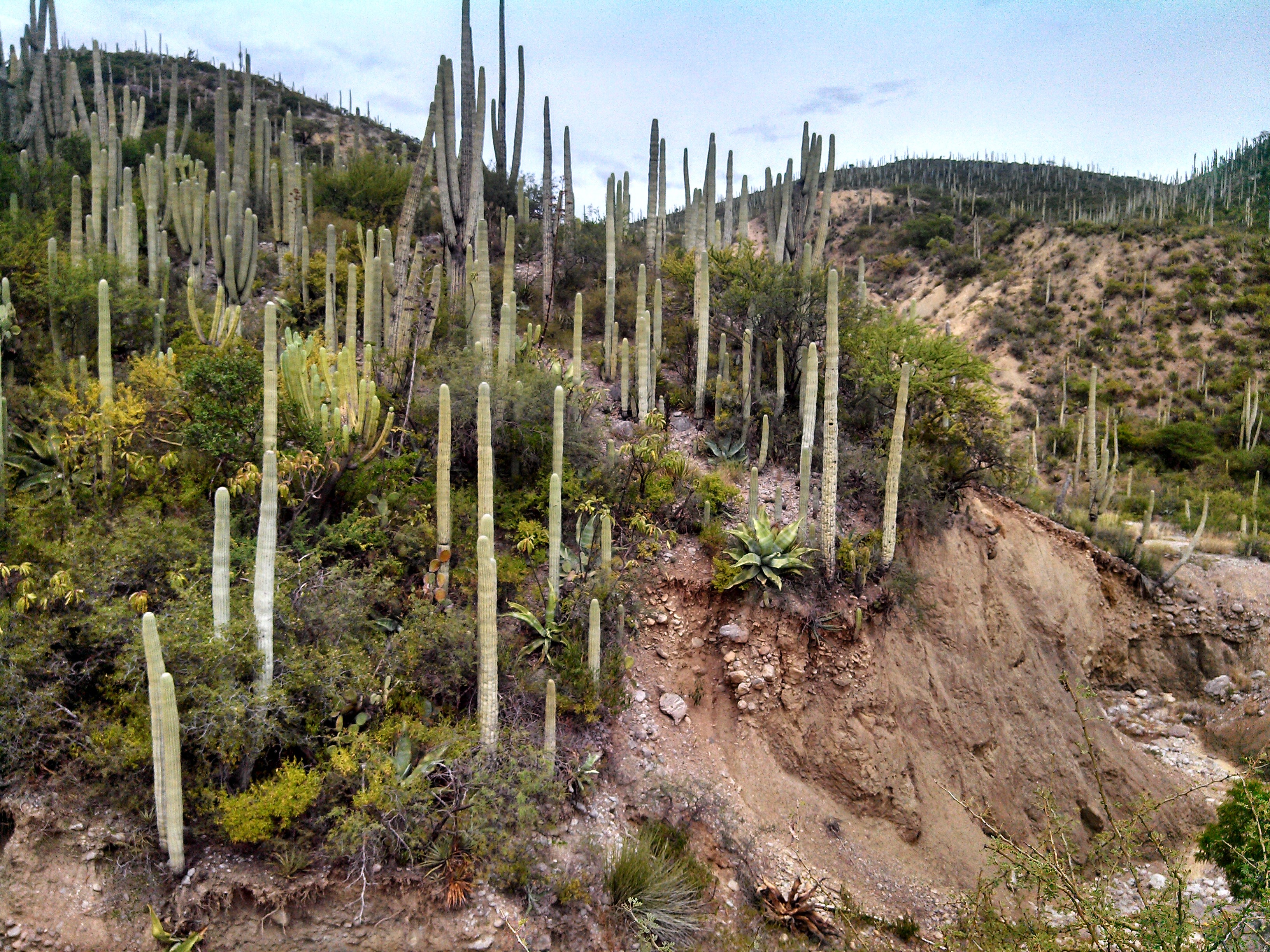 Tehuacán-Cuicatlán Biosphere Reserve, Mexico