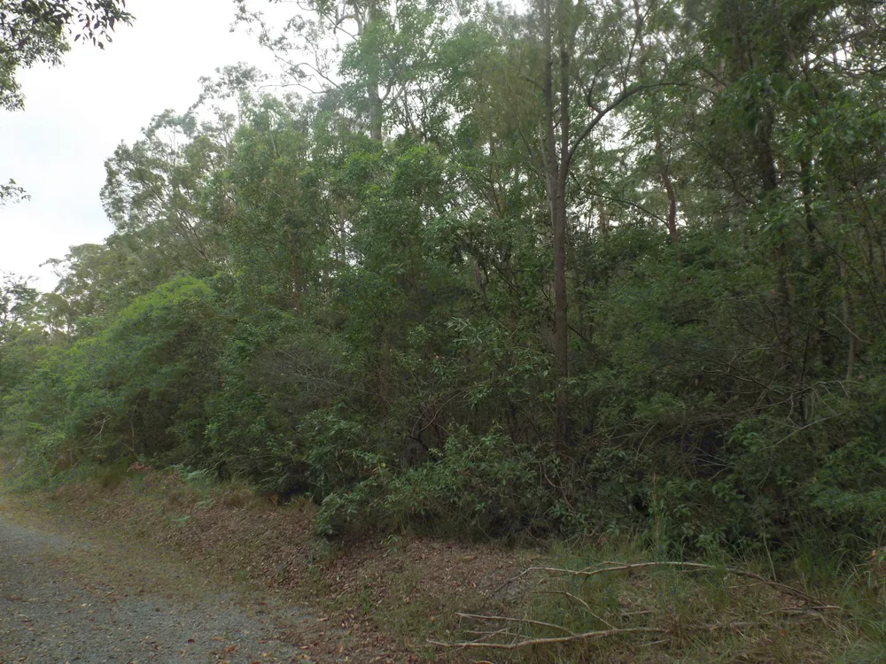 Nerang National Park
