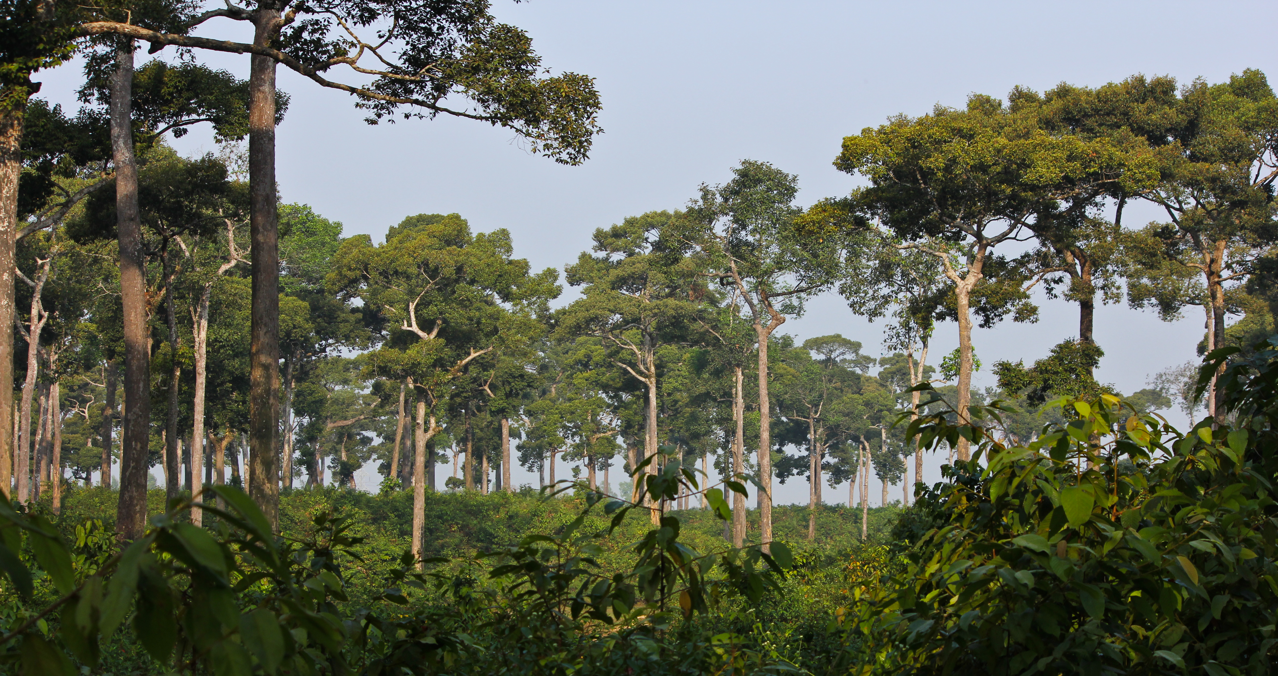 Medhakachhapia National Park
