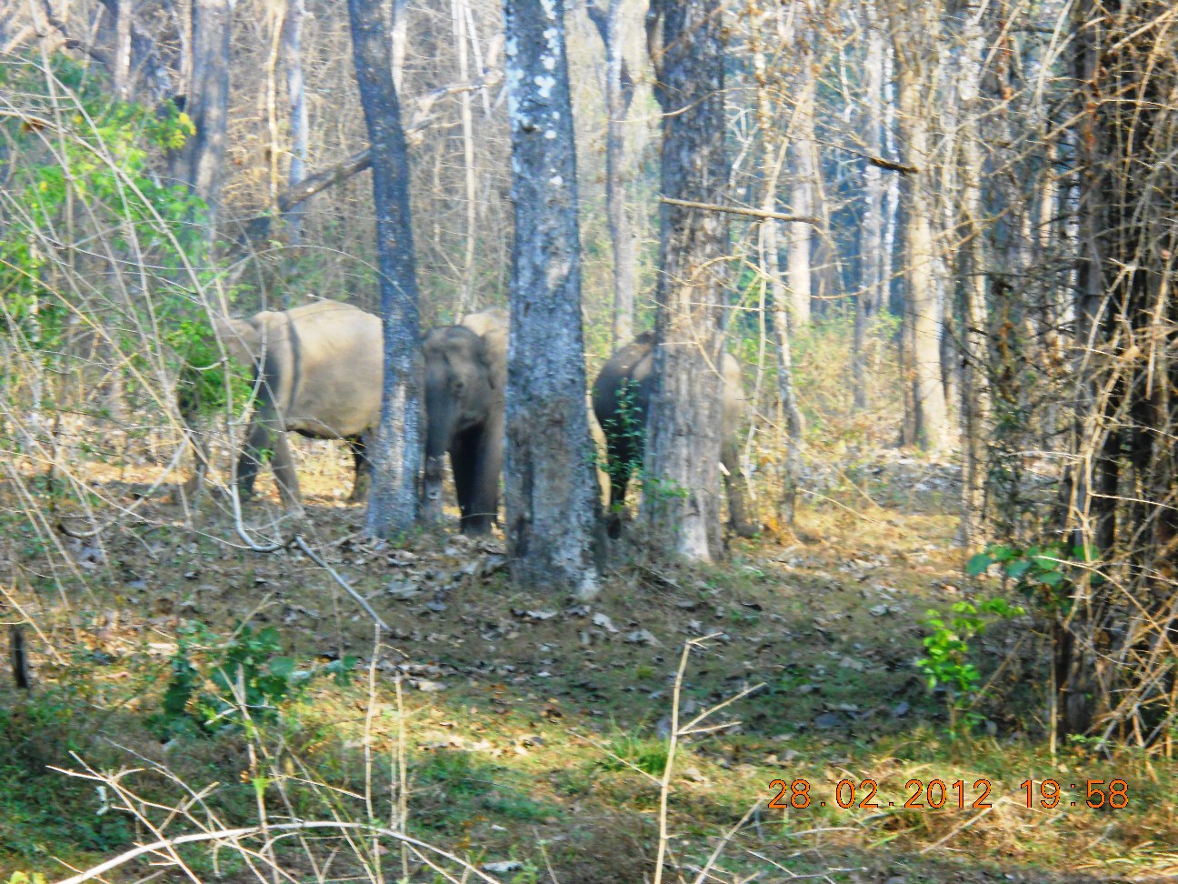 Wayanad Wildlife Sanctuary, India