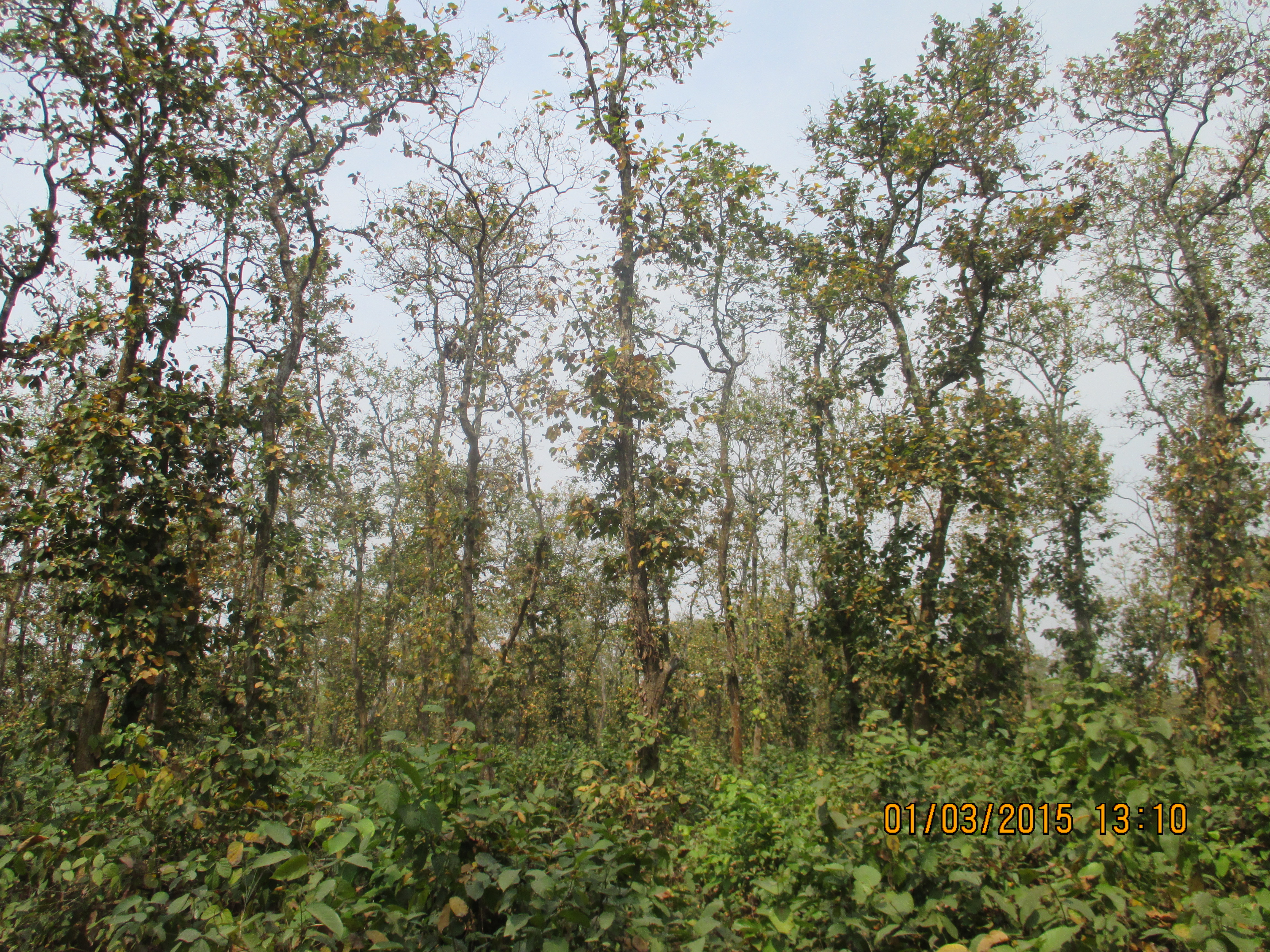 Kadigarh National Park