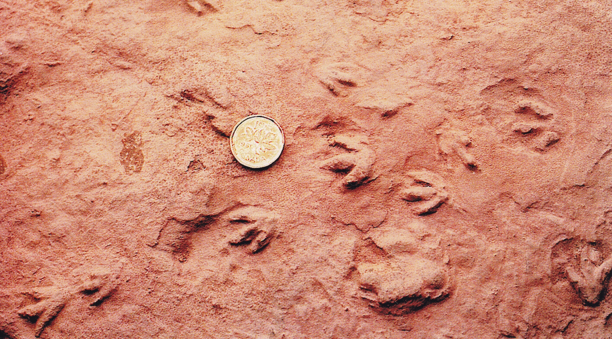 Fundy Geological Museum