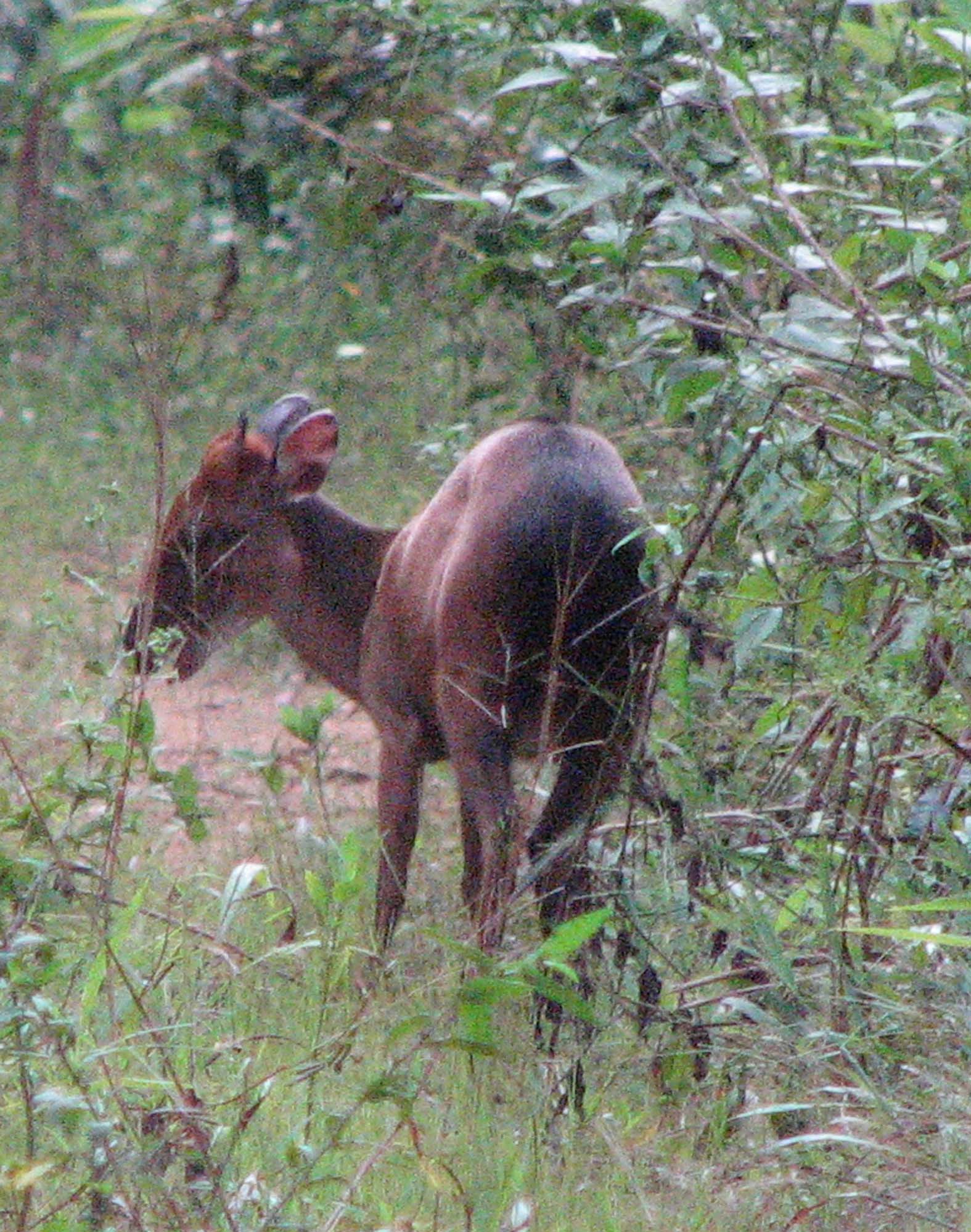 Campo Ma'an National Park
