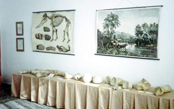 Paleontological Museum of Siatista