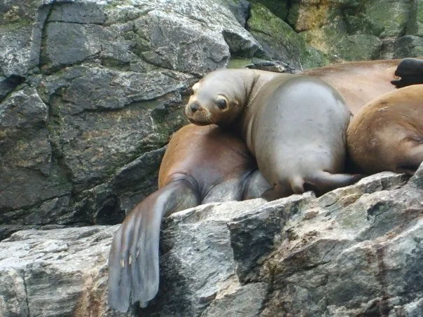 Punta de Choros, Chile