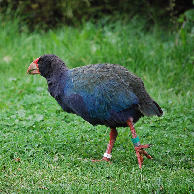 Tiritiri Matangi Island, New Zealand