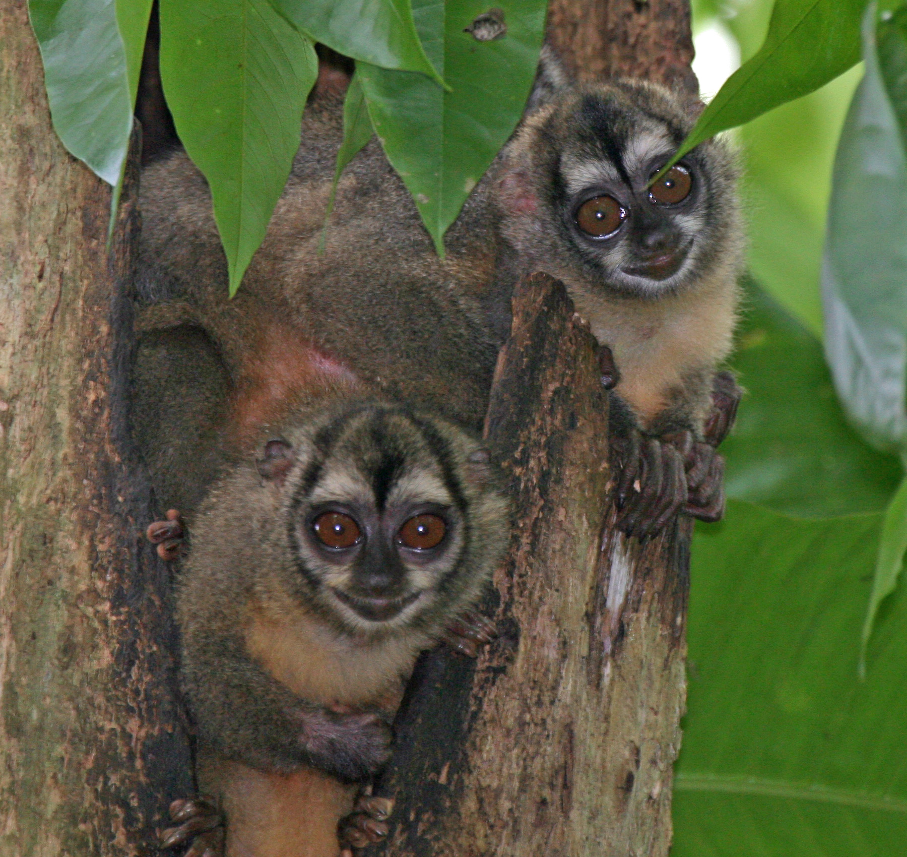 Soberanía National Park, Panama