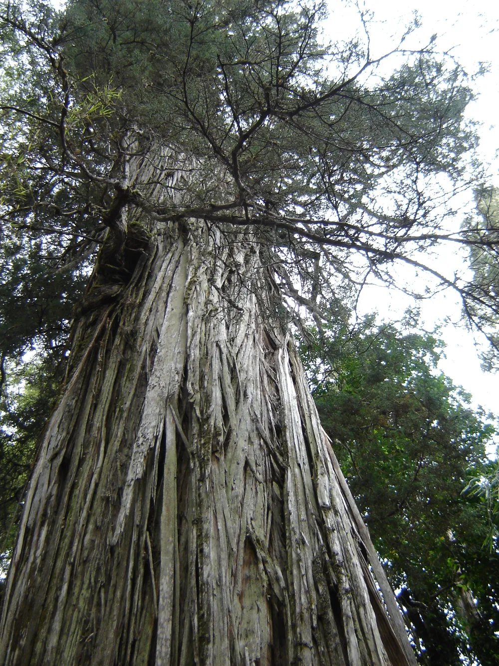Los Alerces National Park, Argentina