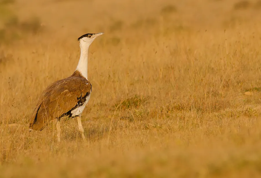 Kutch Bustard Sanctuary