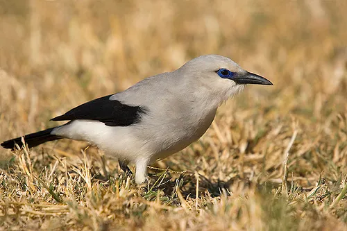 Yabelo Wildlife Sanctuary