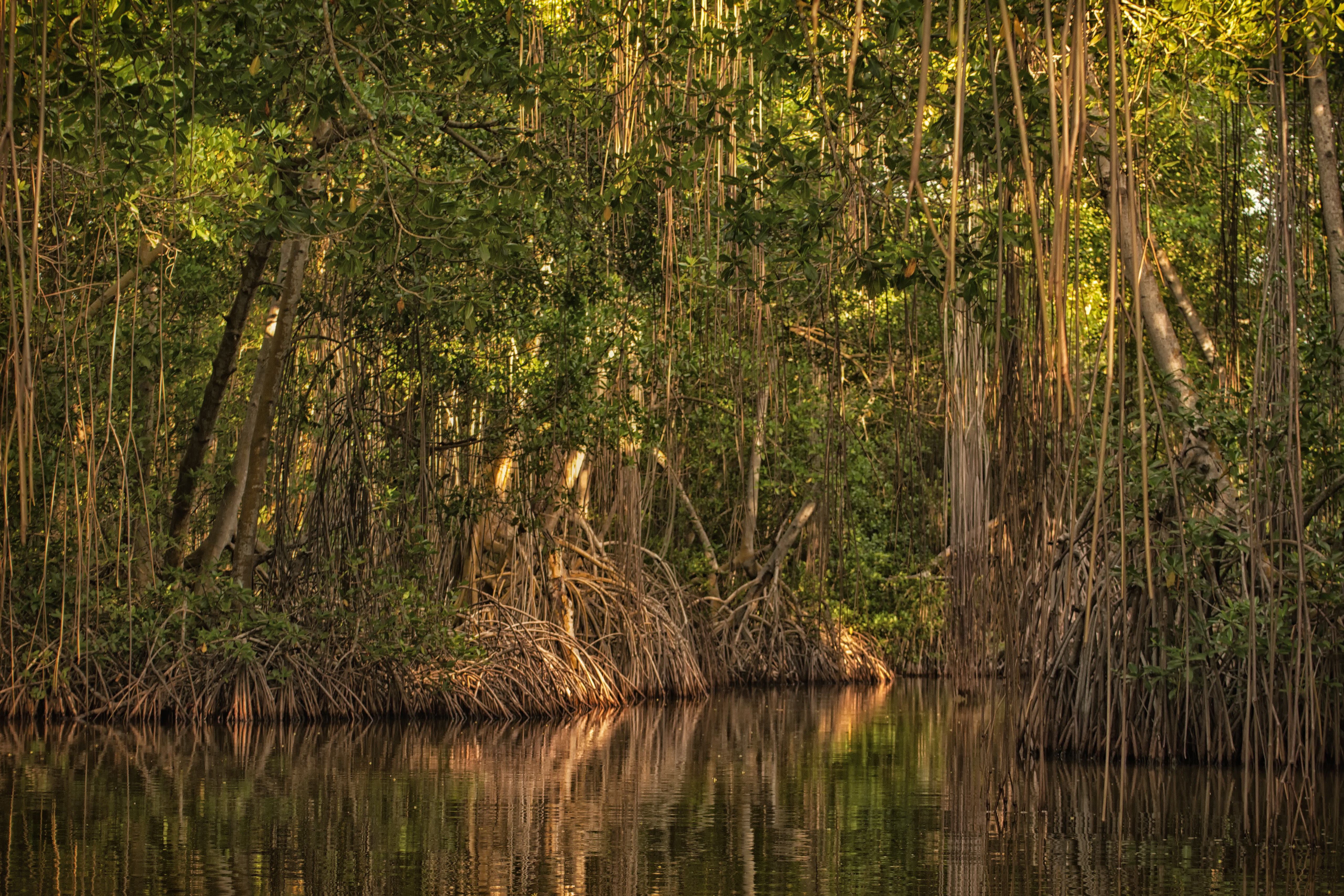 Laguna de Tacarigua National Park