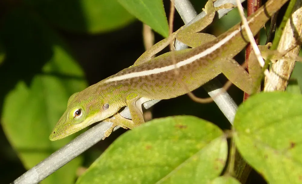 Parque Nacional La Güira, Cuba